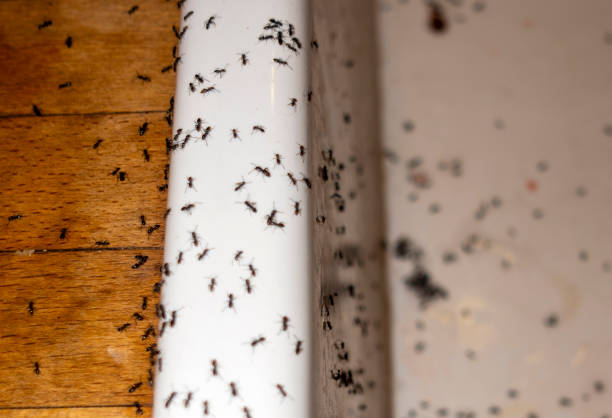 Best Local Pest Control Services  in Vla Park, IL