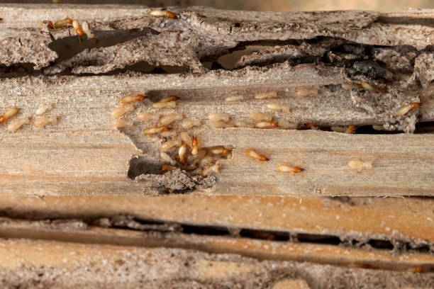 Best Pest Control for Businesses  in Vla Park, IL