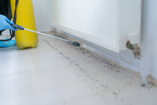 Best Termite Control Services  in Vla Park, IL